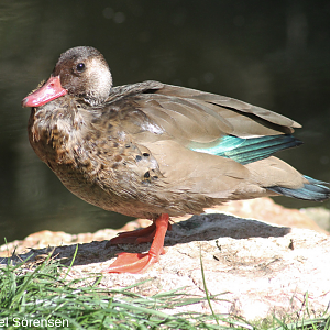 Brazilian teal, male.