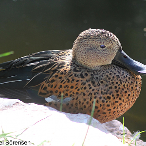 Red shoveler, male.