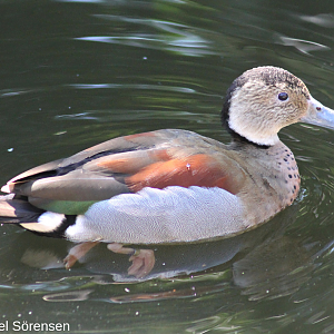 Ringed teal, male.
