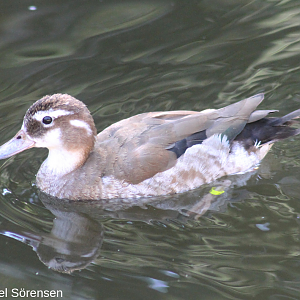 Ringed teal, female.