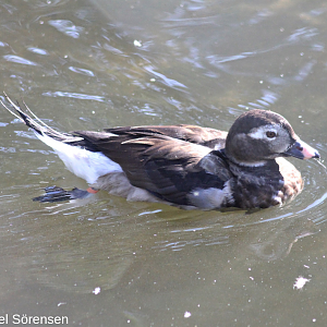 Long-tailed duck, male.