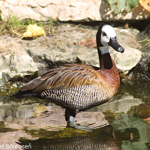 White-faced whistling duck