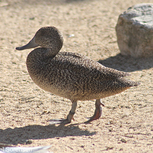 Freckled duck