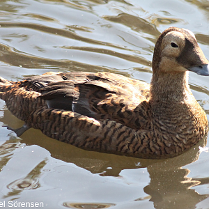 Spectacled eider, female.