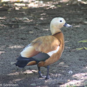 Ruddy shelduck