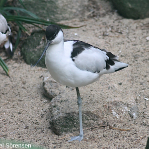 Pied avocet