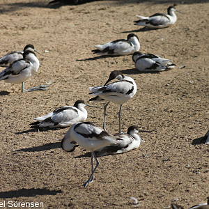 Pied avocets