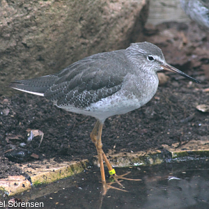Common redshank
