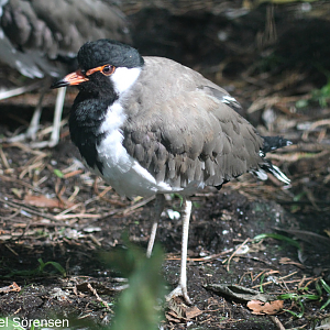 Red-wattled lapwing