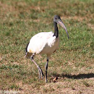 Australian white ibis