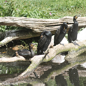 Great cormorants