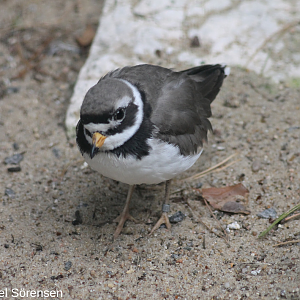Common ringed plover