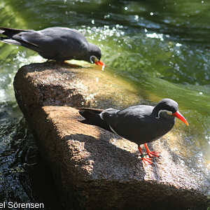 Inca terns
