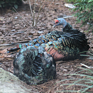 Occelated turkeys