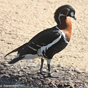 Red-breasted goose