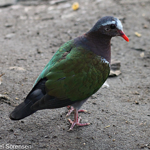 Common emerald dove