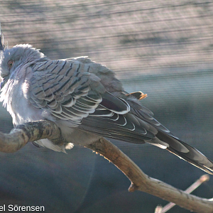 Crested pigeon