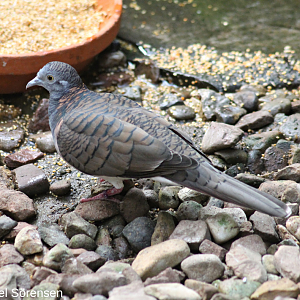 Bar-shouldered dove