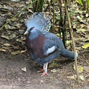 Victoria crowned pigeon