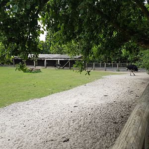 Enclosure Ostrich