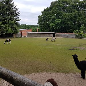 Alpaca-enclosure