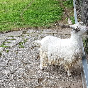 Girgentana goat