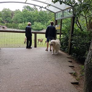 Viewing-point Deer-enclosure