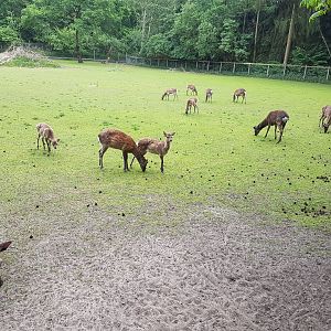 Herd of Sika deer