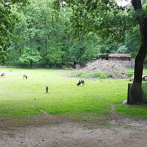 Mouflon-enclosure