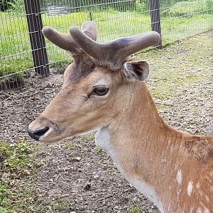 Fallow deer
