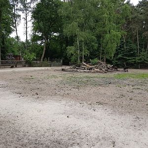Enclosure Wild boar