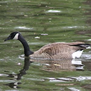 Canada goose