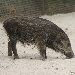 Young Wild boar