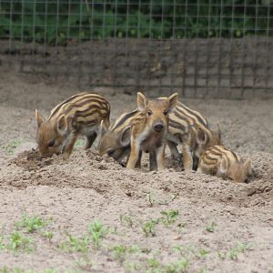 Wild boar piglets