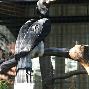 Rhinoceros hornbill
