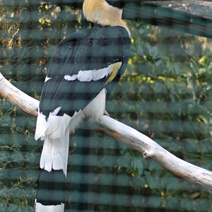 Great hornbill