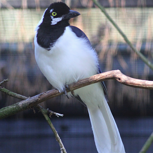 White-tailed jay