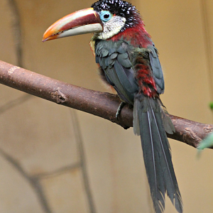 Curl-crested aracari