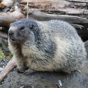 Alpine Marmot