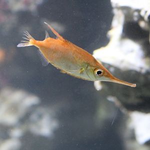Longspine Snipefish