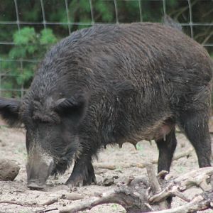 Adult Wild boar - female