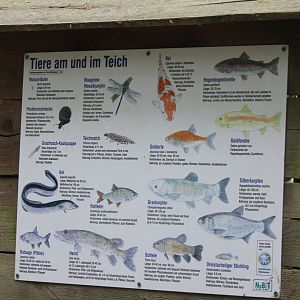 Animal-life at the pond - sign