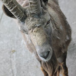 Alpine ibex