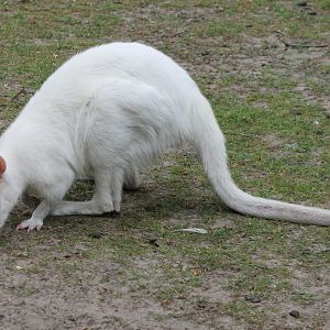 Albino Wallaby
