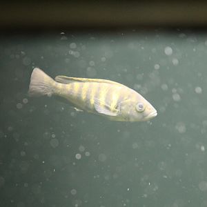 Berlin Zoo- African Cichlid ID?