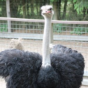 Ostrich