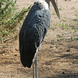 Marabou stork