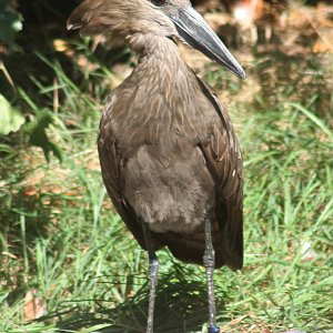 Hamerkop
