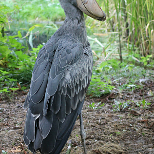 Shoebill