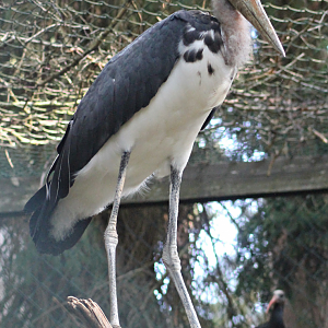 Lesser adjutant